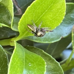 Sandalodes superbus (Ludicra Jumping Spider) at Commonwealth & Kings Parks - 10 Mar 2023 by Hejor1