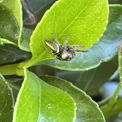 Sandalodes superbus (Ludicra Jumping Spider) at Commonwealth & Kings Parks - 10 Mar 2023 by Hejor1