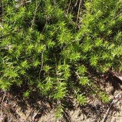 Acrotriche serrulata (Ground-berry) at The Pinnacle - 9 Mar 2023 by sangio7