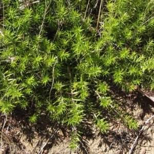 Acrotriche serrulata at Hawker, ACT - 9 Mar 2023