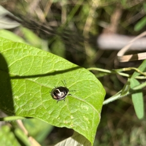 Pentatomidae (family) at Paddys River, ACT - 10 Mar 2023 12:16 PM