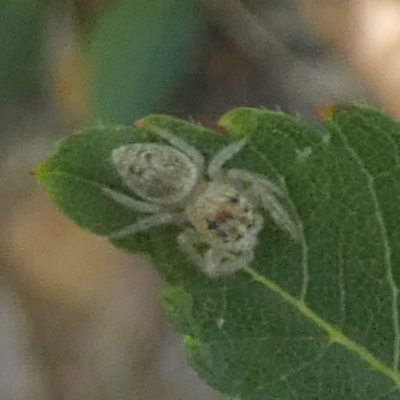 Opisthoncus grassator (Jumping spider) at Queanbeyan, NSW - 10 Mar 2023 by Paul4K