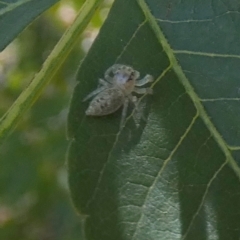 Opisthoncus grassator at Queanbeyan, NSW - 10 Mar 2023