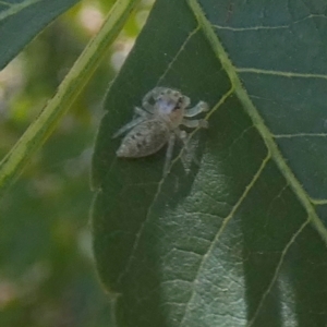 Opisthoncus grassator at Queanbeyan, NSW - 10 Mar 2023