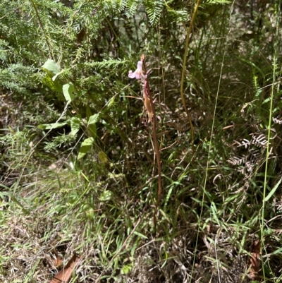 Dipodium roseum (Rosy Hyacinth Orchid) at Tidbinbilla Nature Reserve - 10 Mar 2023 by GG