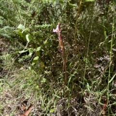 Dipodium roseum (Rosy Hyacinth Orchid) at Paddys River, ACT - 10 Mar 2023 by GG