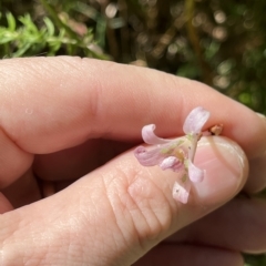 Dipodium roseum at Paddys River, ACT - 10 Mar 2023