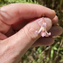 Dipodium roseum at Paddys River, ACT - 10 Mar 2023