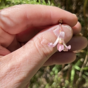 Dipodium roseum at Paddys River, ACT - suppressed