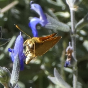 Ocybadistes walkeri at Queanbeyan, NSW - suppressed