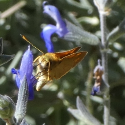 Ocybadistes walkeri (Green Grass-dart) at QPRC LGA - 10 Mar 2023 by Paul4K