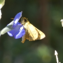 Ocybadistes walkeri at Queanbeyan, NSW - suppressed