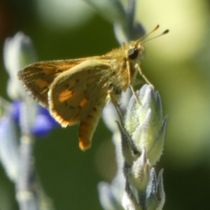 Ocybadistes walkeri at Queanbeyan, NSW - suppressed