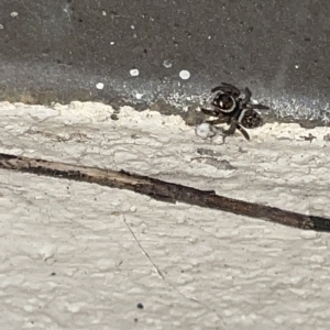 Maratus griseus at Braddon, ACT - 10 Mar 2023