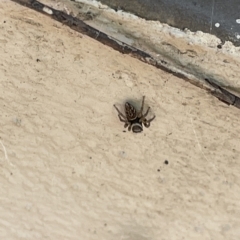 Maratus griseus at Braddon, ACT - 10 Mar 2023