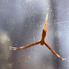 Asianopis sp. (genus) at Braddon, ACT - 10 Mar 2023