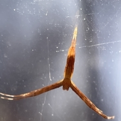 Asianopis sp. (genus) at Braddon, ACT - 10 Mar 2023