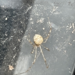 Cryptachaea gigantipes (White porch spider) at Braddon, ACT - 10 Mar 2023 by Hejor1