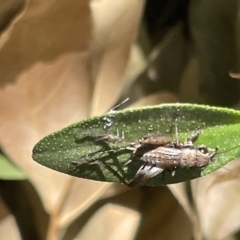 Bobilla sp. (genus) (A Small field cricket) at Braddon, ACT - 10 Mar 2023 by Hejor1