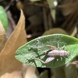 Bobilla sp. (genus) at Braddon, ACT - 10 Mar 2023