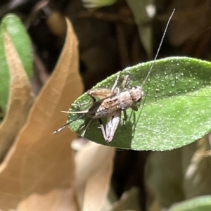 Bobilla sp. (genus) at Braddon, ACT - 10 Mar 2023