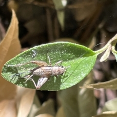 Bobilla sp. (genus) at Braddon, ACT - 10 Mar 2023