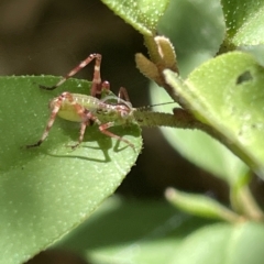 Caedicia simplex (Common Garden Katydid) at City Renewal Authority Area - 10 Mar 2023 by Hejor1