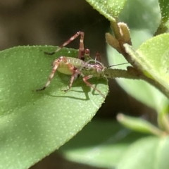 Caedicia simplex at Braddon, ACT - 10 Mar 2023