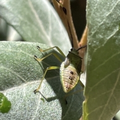 Amblypelta nitida (Fruit-spotting bug) at Braddon, ACT - 10 Mar 2023 by Hejor1