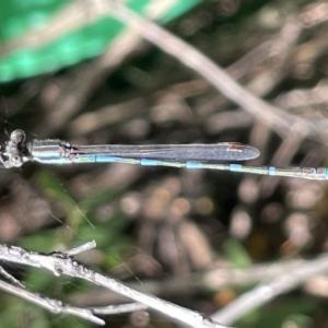 Austrolestes leda at Braddon, ACT - 10 Mar 2023 04:28 PM