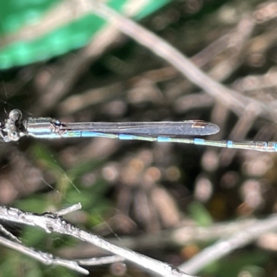 Austrolestes leda (Wandering Ringtail) at City Renewal Authority Area - 10 Mar 2023 by Hejor1