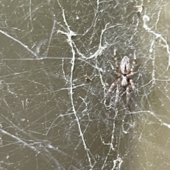 Badumna sp. (genus) (Lattice-web spider) at City Renewal Authority Area - 10 Mar 2023 by Hejor1