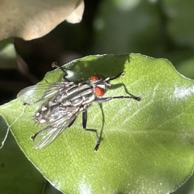 Sarcophagidae sp. (family) (Unidentified flesh fly) at Braddon, ACT - 10 Mar 2023 by Hejor1