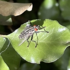 Sarcophagidae (family) at Braddon, ACT - 10 Mar 2023