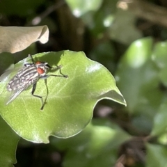 Sarcophagidae (family) at Braddon, ACT - 10 Mar 2023