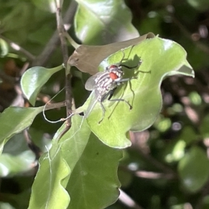 Sarcophagidae (family) at Braddon, ACT - 10 Mar 2023