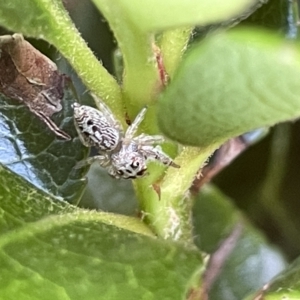 Opisthoncus grassator at Parkes, ACT - 10 Mar 2023