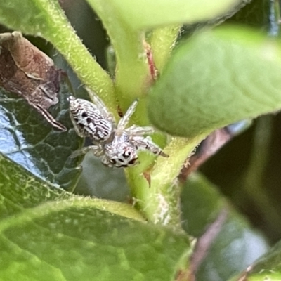 Opisthoncus grassator (Jumping spider) at Commonwealth & Kings Parks - 10 Mar 2023 by Hejor1