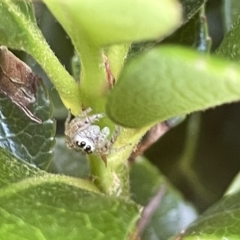 Opisthoncus grassator at Parkes, ACT - 10 Mar 2023 12:17 PM