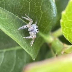 Opisthoncus grassator at Parkes, ACT - 10 Mar 2023