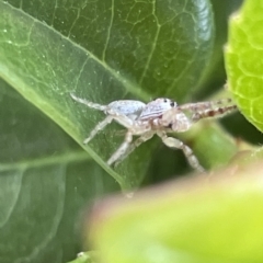 Opisthoncus grassator at Parkes, ACT - 10 Mar 2023 12:17 PM