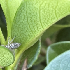 Opisthoncus grassator at Parkes, ACT - 10 Mar 2023 12:17 PM