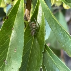 Opisthoncus sp. (genus) (Opisthoncus jumping spider) at Parkes, ACT - 10 Mar 2023 by Hejor1