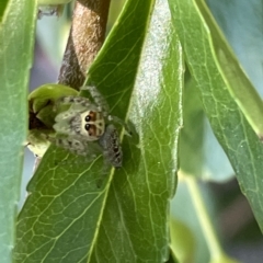 Opisthoncus sp. (genus) at Parkes, ACT - 10 Mar 2023