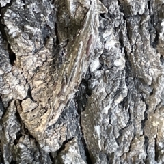 Metura elongatus (Saunders' case moth) at Mount Ainslie to Black Mountain - 10 Mar 2023 by Hejor1