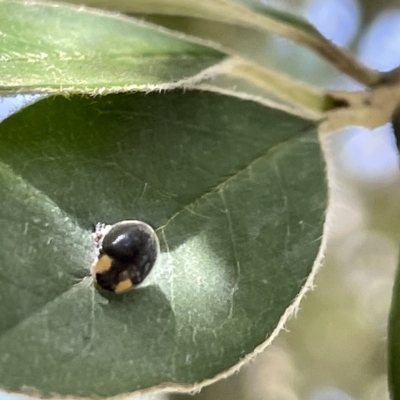 Apolinus lividigaster (Yellow Shouldered Ladybird) at Commonwealth & Kings Parks - 10 Mar 2023 by Hejor1