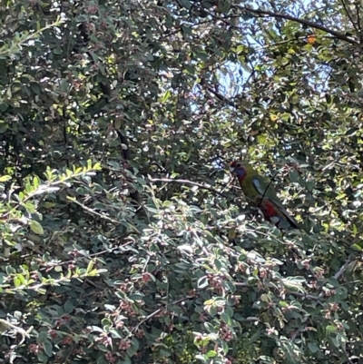 Platycercus elegans (Crimson Rosella) at Mount Ainslie to Black Mountain - 10 Mar 2023 by Hejor1