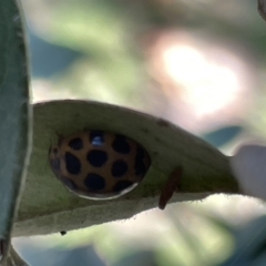 Harmonia conformis (Common Spotted Ladybird) at Commonwealth & Kings Parks - 10 Mar 2023 by Hejor1