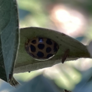 Harmonia conformis at Parkes, ACT - 10 Mar 2023