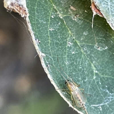 Chironomidae (family) (Non-biting Midge) at Mount Ainslie to Black Mountain - 10 Mar 2023 by Hejor1